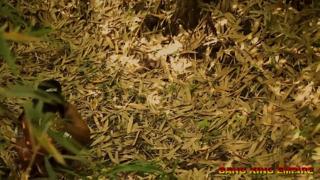 'Outdoor Amateur Lagos Mummy Got Gangbanged in the Bush'